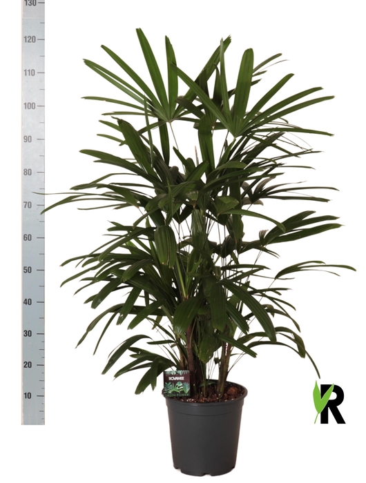 <h4>RHAPIS EXCELSA</h4>