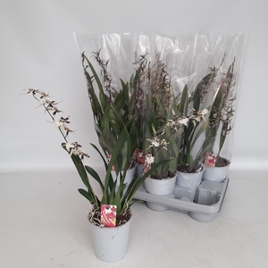 BRASSIA SUMMER DREAM