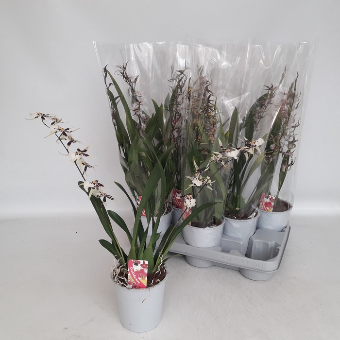 <h4>BRASSIA SUMMER DREAM</h4>
