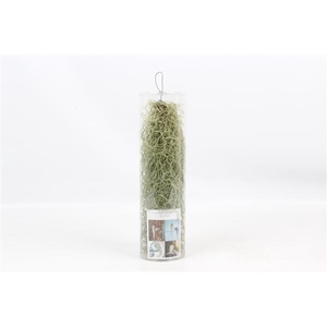 Tillandsia usneoides