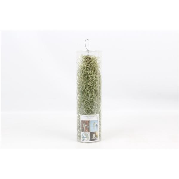 <h4>Tillandsia usneoides</h4>