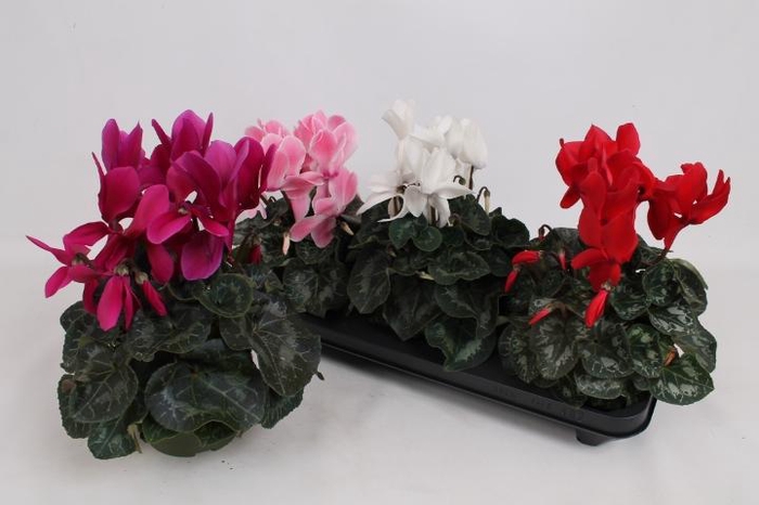 <h4>CYCL GR SUP MAMMOTH</h4>