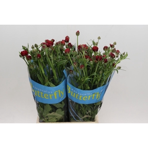 Ranunculus Butterfly Hades