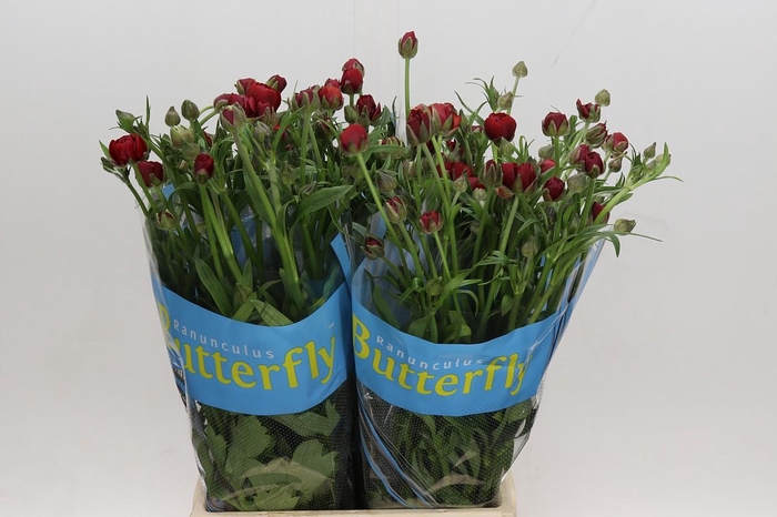 <h4>Ranunculus Butterfly Hades</h4>