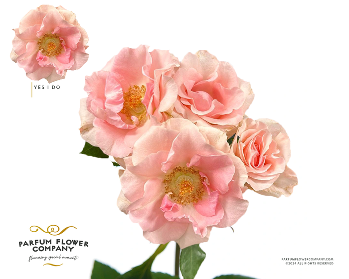 <h4>Rosa Spray Garden Yes I Do</h4>