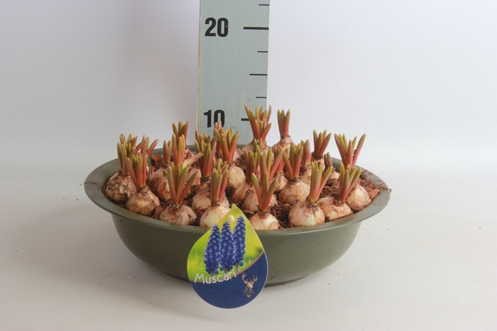 <h4>ARR MUSCARI</h4>