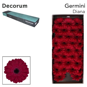 Germini Diana Doos