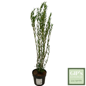 Phillyrea angustifolia Bush P24