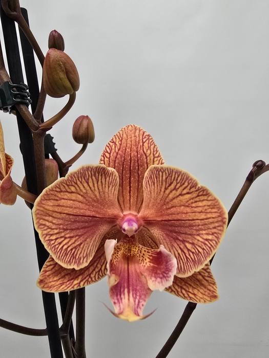 <h4>Limited 58 week10</h4>