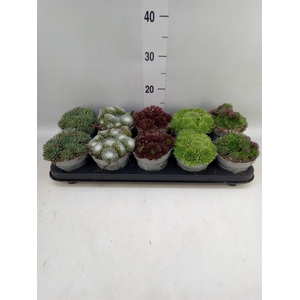 Sempervivum   ...