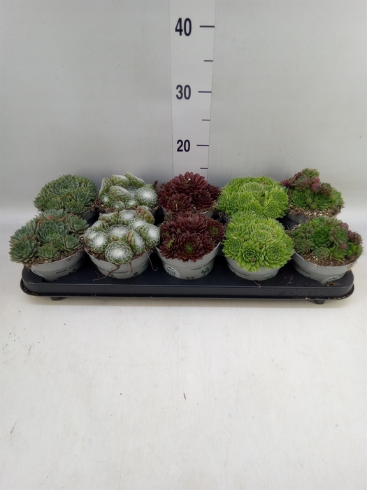 <h4>Sempervivum   ...</h4>