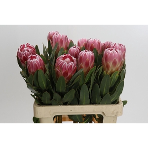 Protea Carnival