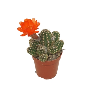 Chamaecereus  'Ubink Red'