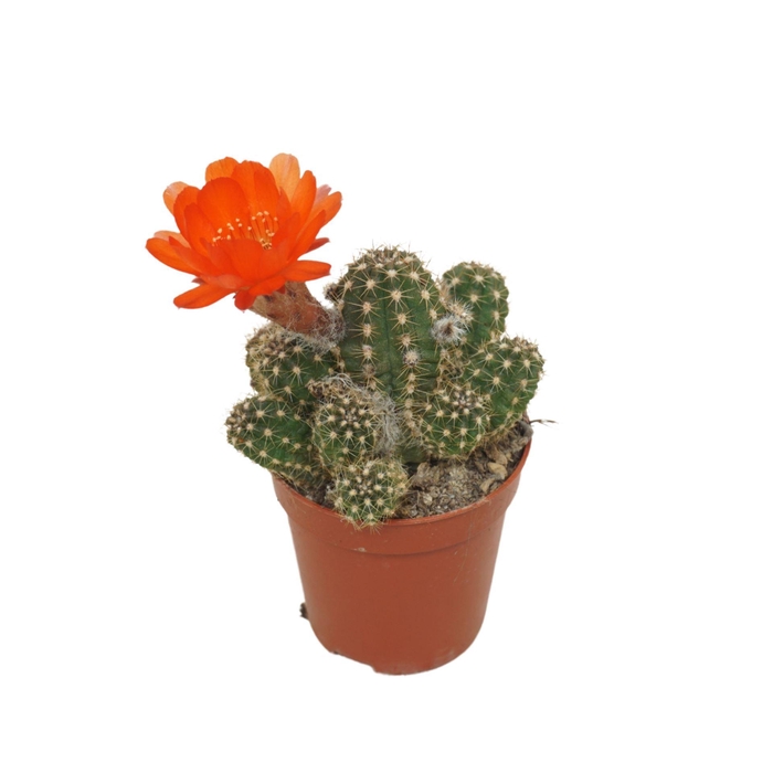 <h4>Chamaecereus  'Ubink Red'</h4>