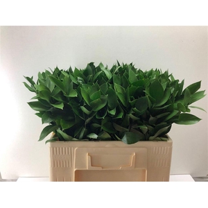 RUSCUS HYPOPHYLLUM
