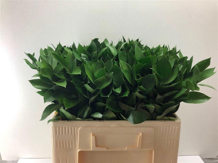 <h4>Ruscus Hypophyllum</h4>