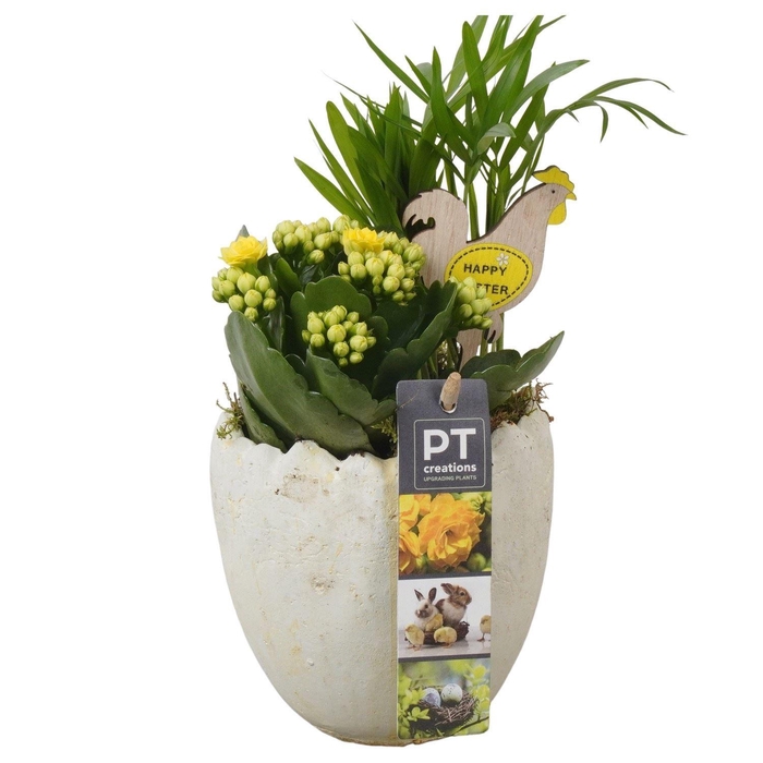 <h4>Arr. Pasen L%</h4>