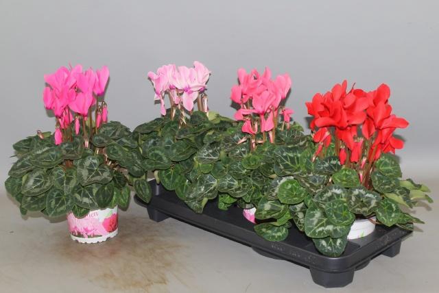 <h4>CYCL GR SUP XL</h4>