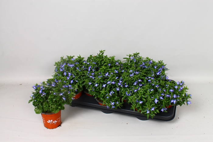 <h4>LOBE ER HEATOPIA</h4>