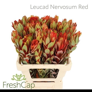 LEUCAD NERVOSUM