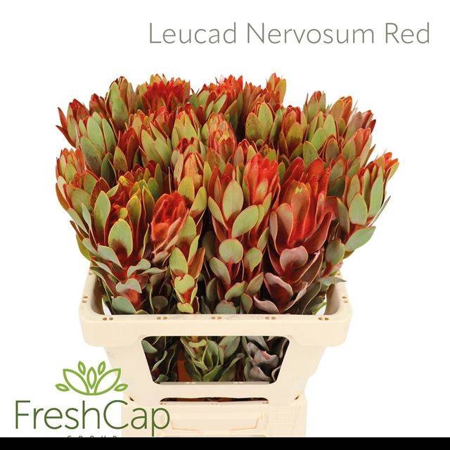 <h4>LEUCAD NERVOSUM</h4>