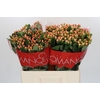 Hypericum Mellow Romance