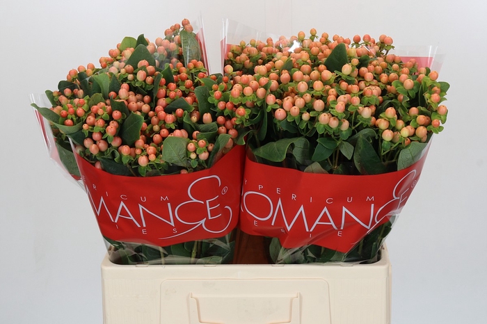 <h4>Hypericum Mellow Romance</h4>