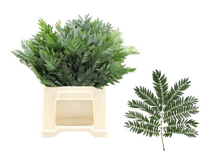 <h4>Mountian Cedar</h4>