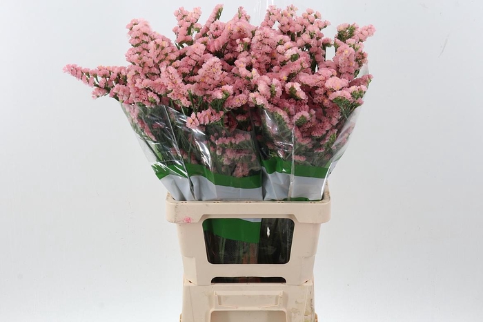 <h4>Lim S Durazno Fu</h4>