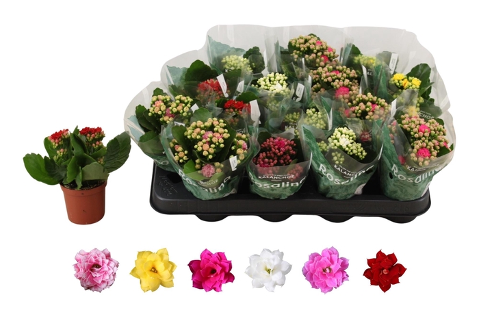 <h4>KAL GE RO GEM 6 KL</h4>