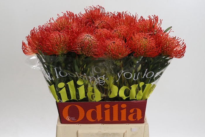 <h4>Nutans Succession</h4>