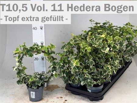 <h4>Hed He Ov Groen Bow</h4>