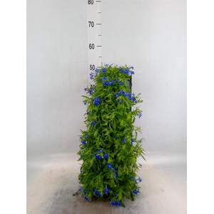 Perkplanten   ...sorted   [Bedding]