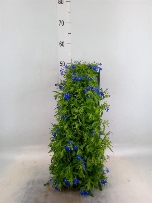 <h4>Perkplanten   ...sorted   [Bedding]</h4>