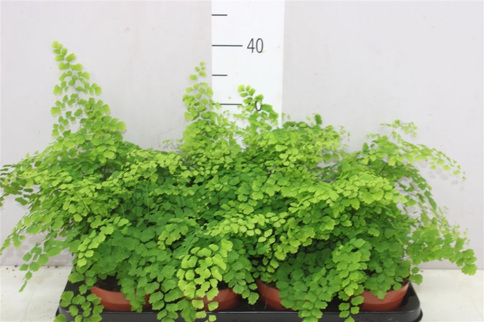 <h4>Adiantum Ra Fragrans</h4>