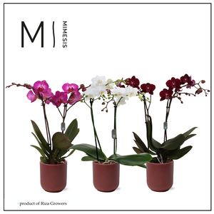 Phalaenopsis Multi Xmas Mix 2 spike - 12cm in Atlanta Burgundy | Mimesis