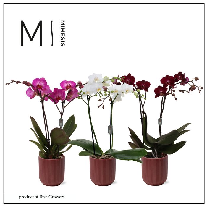<h4>Phalaenopsis Multi Stylish Mix 2 spike - 12cm in Atlanta Burgundy | Mimesis</h4>