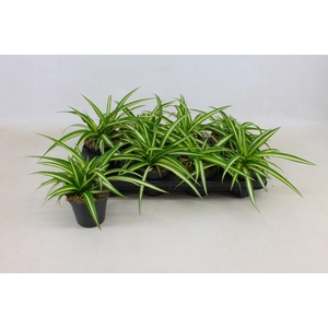 CHLOR COM VARIEGATUM