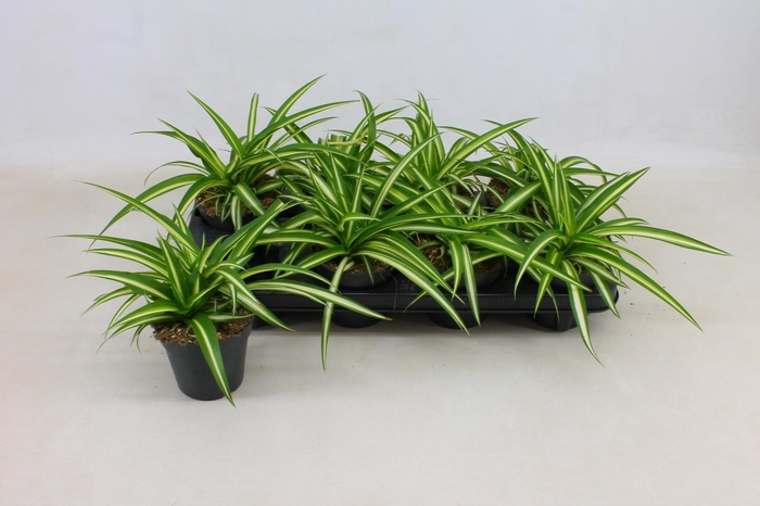 <h4>CHLOR COM VARIEGATUM</h4>