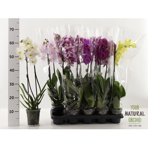 PHAL GEM