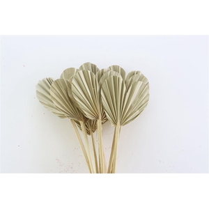 Dried Palm Heart 10pcs Naturel Bunch