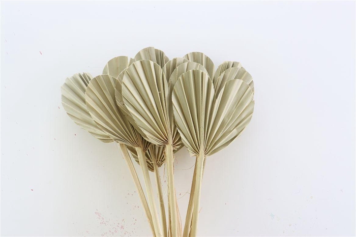 <h4>Dried Palm Heart 10pcs Naturel Bunch</h4>
