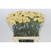 Dianthus St Lege Marrone