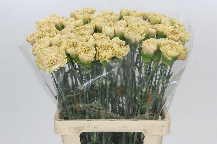 Dianthus St Lege Marrone