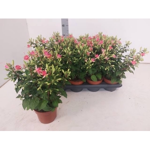 FUCHSIA W JUBELTEEN