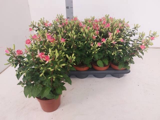 <h4>FUCHSIA W JUBELTEEN</h4>