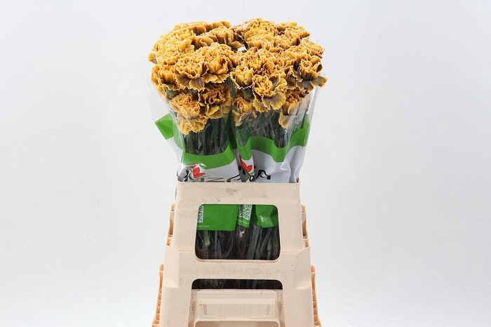 <h4>Dian. ST. Tinted Gothic Yellow</h4>