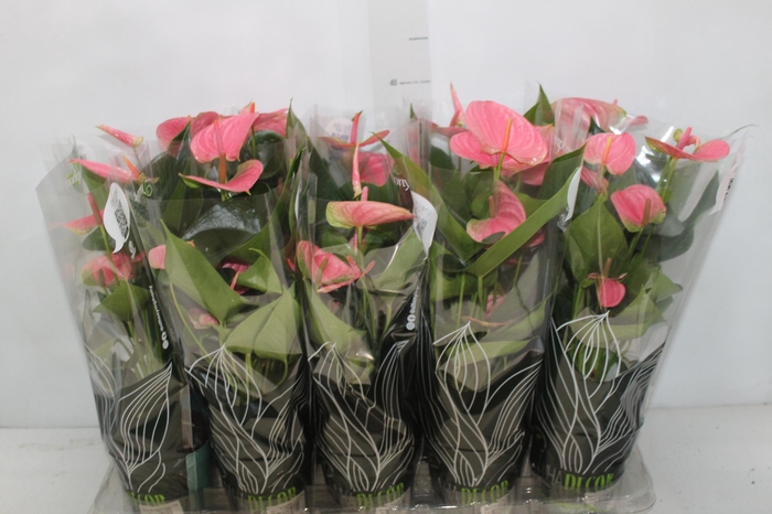 <h4>ANTHURIUM SUCCESS PINK P12</h4>