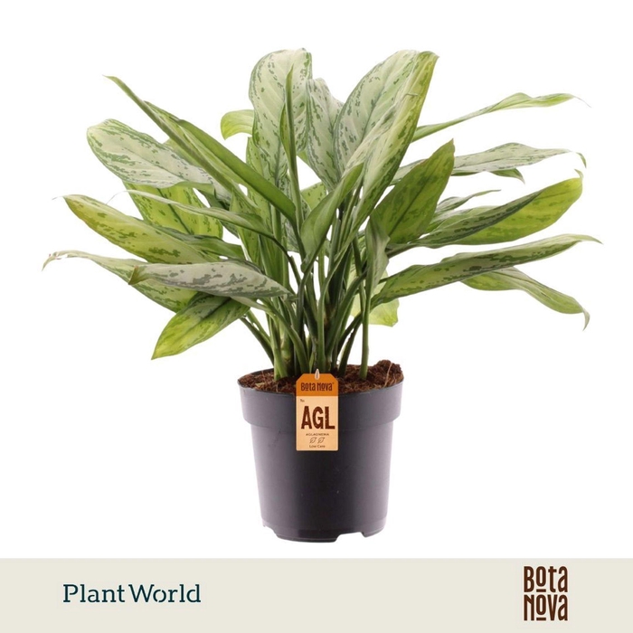 <h4>Aglaonema Silver Queen</h4>