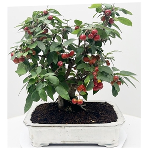 Malus domestica, pot 41 cm., height 60cm. (single item)